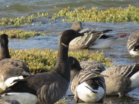 Dark bellied brent geese 