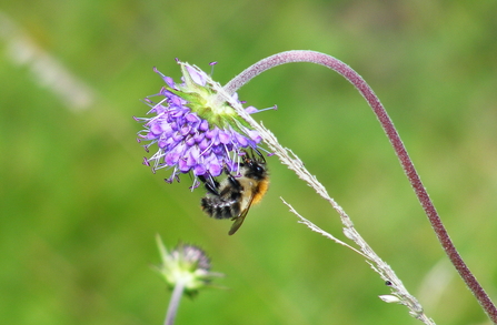 Common carder bumblebee on devils bit scabious