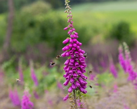 Foxglove with bees 