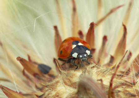 Ladybird in a seed head 
