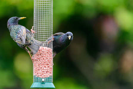 Starlings feeding on peanut feeder 