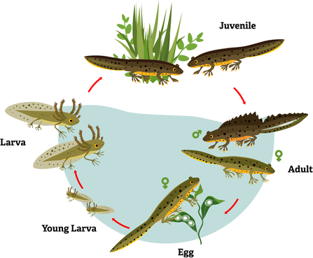 Diagram showing the life cycle of a newt