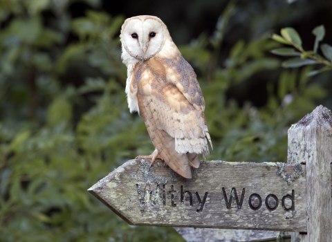 Barn Owl Female © Paul Williams