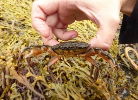 Crab by Angela Thomas 