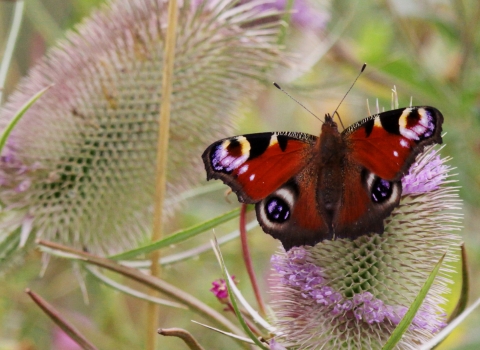 Peacock butterfly on Teasel © Jane Adams