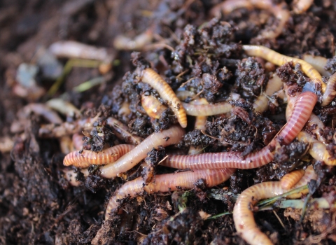 Brandlings worms © Mitch Perkins