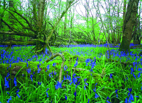 Bluebells on Powerstock Common