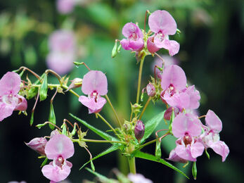 Himalayan Balsam
