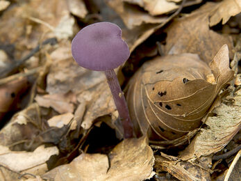 Amethyst Deceiver