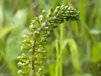Common Twayblade