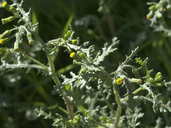 Groundsel