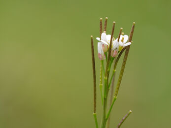Hairy Bitter-cress