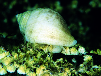 Dog Whelk
