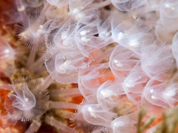 Horseshoe worms © Lin Baldock