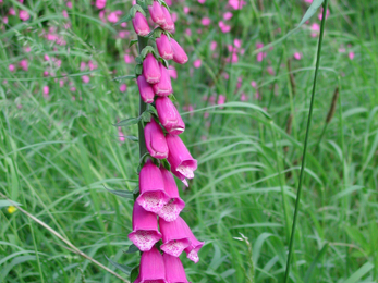 Fox Gloves © Philip Precey 