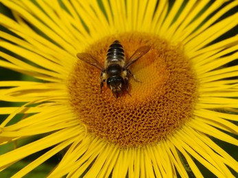 Leaf Cutter bee © Gillian Day