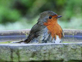 robin in bird bath © Ken Dolbear MBE 