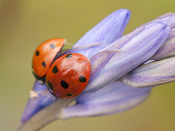 ladybird © DWT
