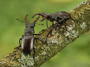 Stag Beetle © DWT