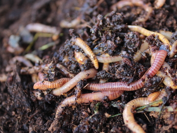 Brandlings worms © Mitch Perkins