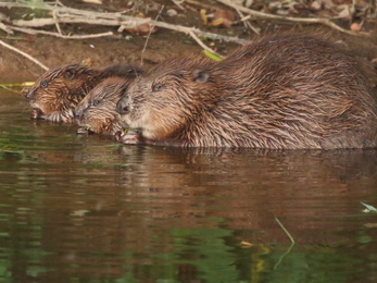 Devon Wildlife Beaver female with kits © Mike Symes 