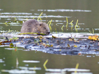 The Scottish Wildlife Trust beaver © Steve Gardner 