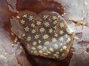 Star ascidian