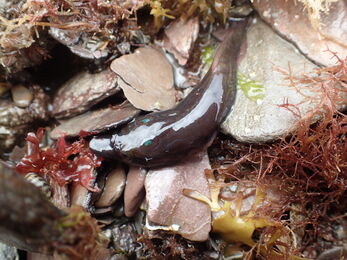 Clingfish