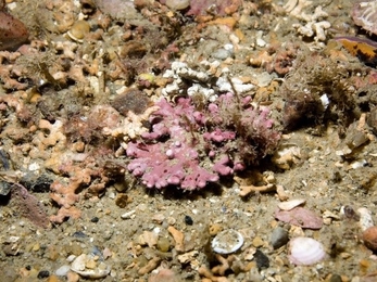 Photo showing Maerl rholdolith in Swanage Bay