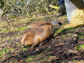 Photo showing the female beaver as she was released