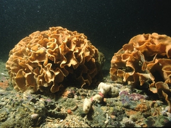 Photo showing ross coral at Lulworth Banks