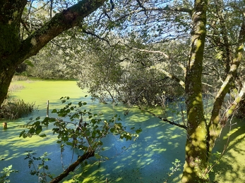 Beaver enclosure