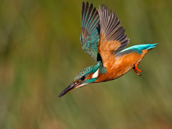 A kingfisher plunges down towards the water, its bright turquoise and orange colours glowing in the sunlight