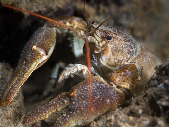 White-clawed Crayfish