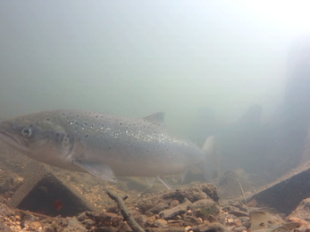 Atlantic Salmon