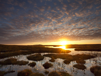 Sunsetting over peatland