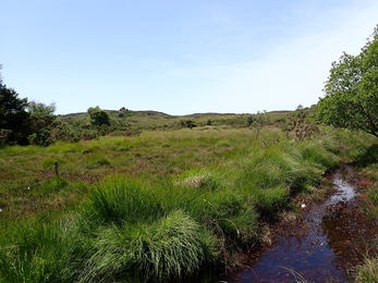 Agglestone Mire 