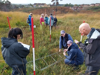 Vegetation quadrant on Canford Heath