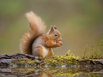 A red squirrel sitting by a woodland pool, nibbling a nut