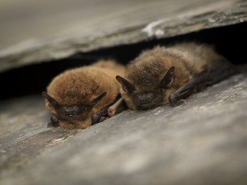 couple of bats