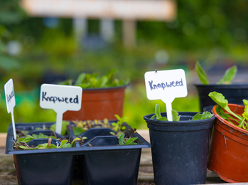 Plant pots at Kingcombe 