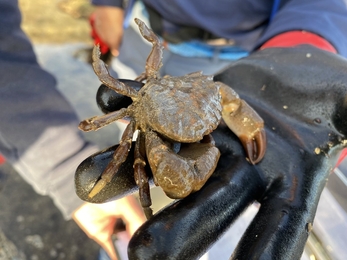 Volunteer crab survey 