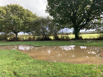 Wetland at Wild Woodbury