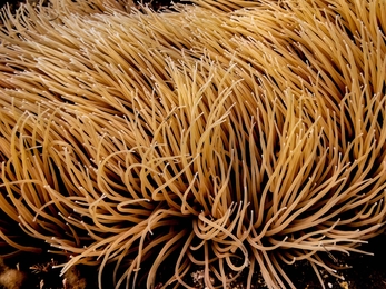 Snakelocks anemone