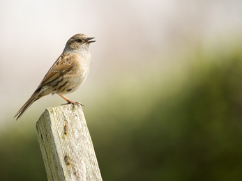 Dunnock singing