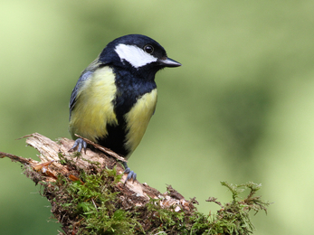 Great tit