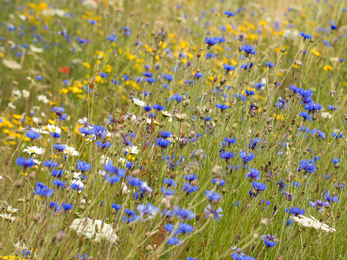 Cornflower 