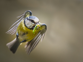 Blue tit with caterpillar 