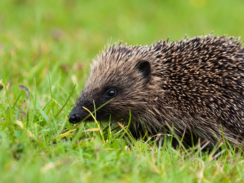 Hedgehog