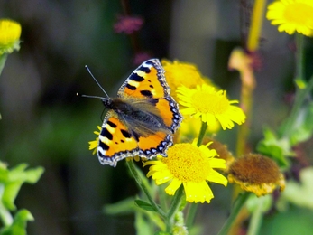 Small tortoiseshell 